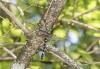Macromia splendens